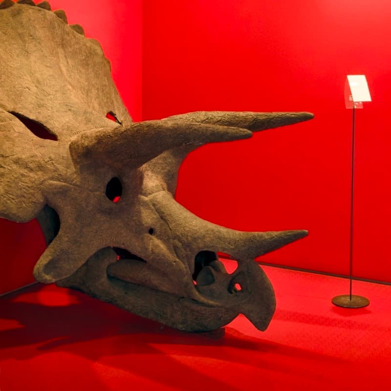 Museu de História Natural de Sintra