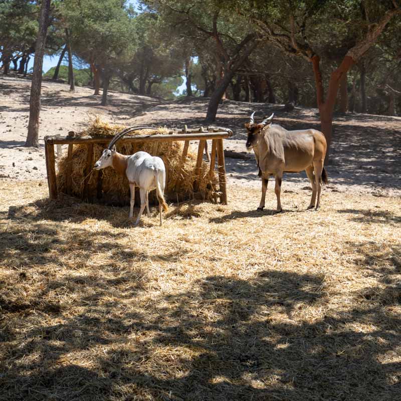 Badoca Safari Park 3