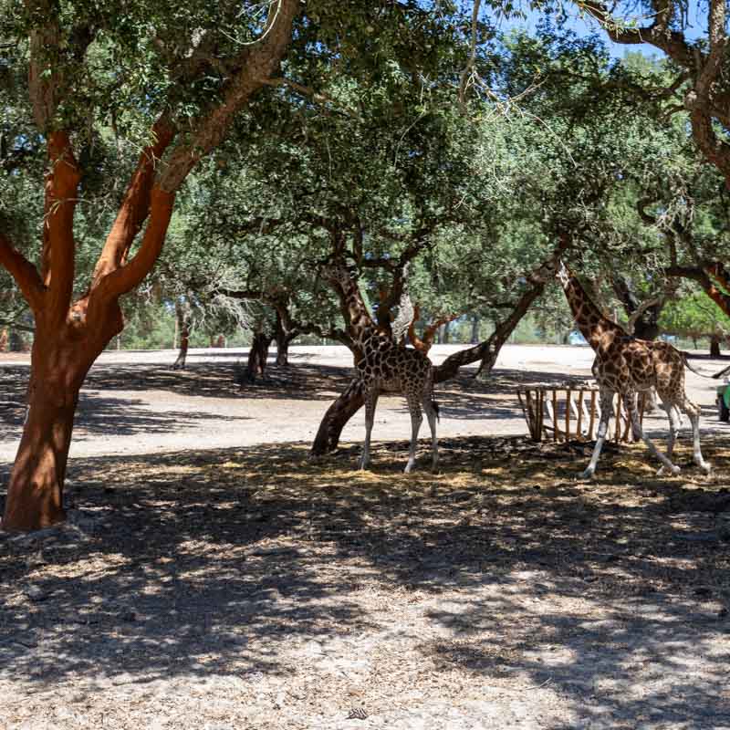 Badoca Safari Park 4