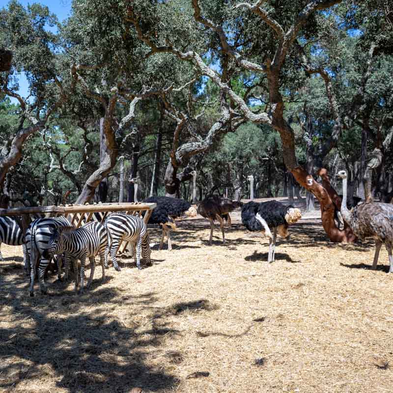 Badoca Safari Park 5