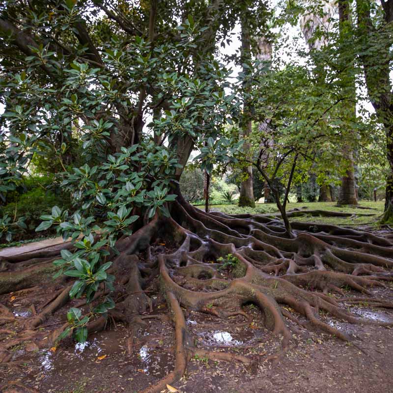 Jardim Botânico Tropical