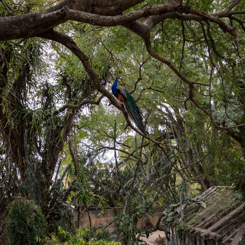 Jardim Botânico Tropical 2