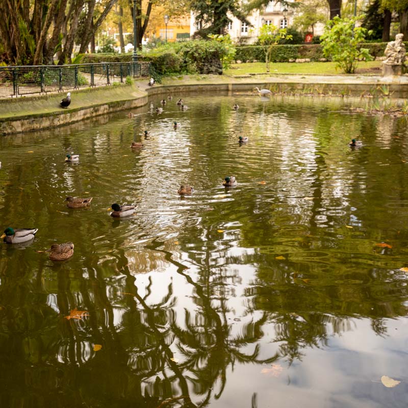 Jardim da Estrela 5