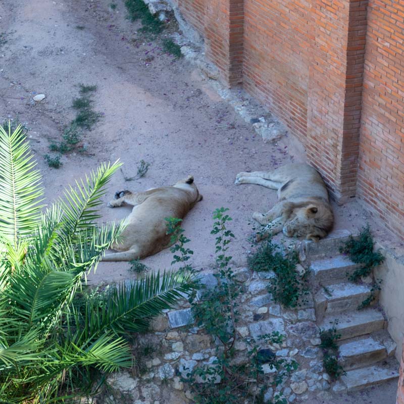 Jardim Zoologico 2