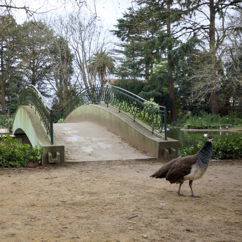 Jardins do Palácio de Cristal 2