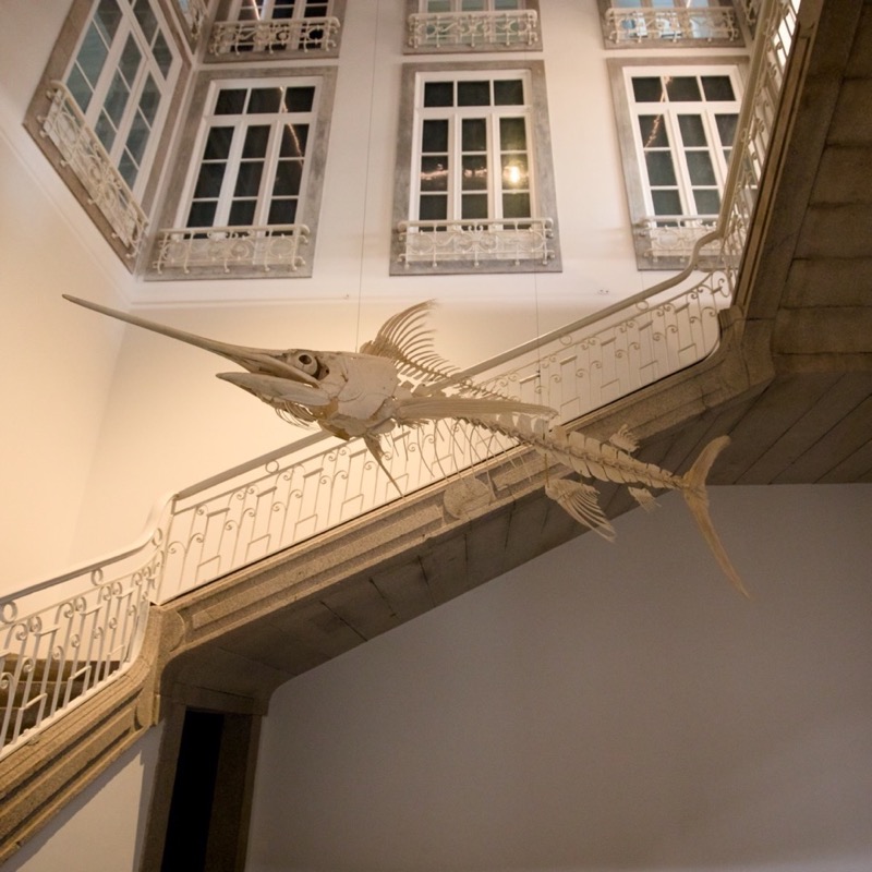 Museu de História Natural e da Ciência da Universidade do Porto 4