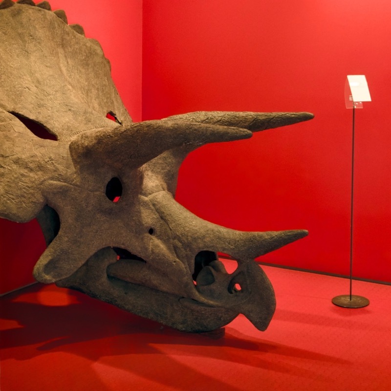 Museu de História Natural de Sintra