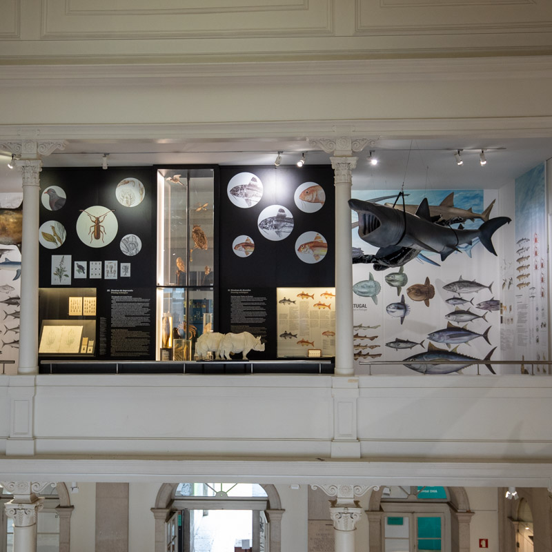 Museu Nacional de História Natural e da Ciência 4