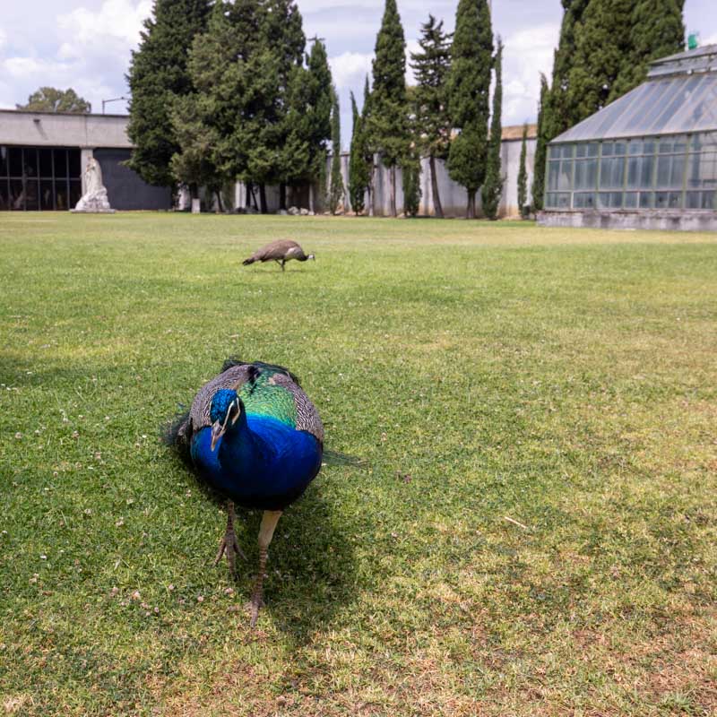 Museu de Lisboa Palácio Pimenta 5