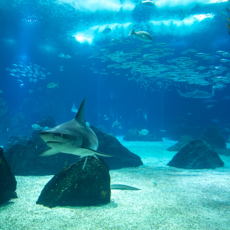 Oceanário de Lisboa 3
