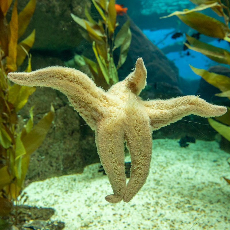 Oceanário de Lisboa 4