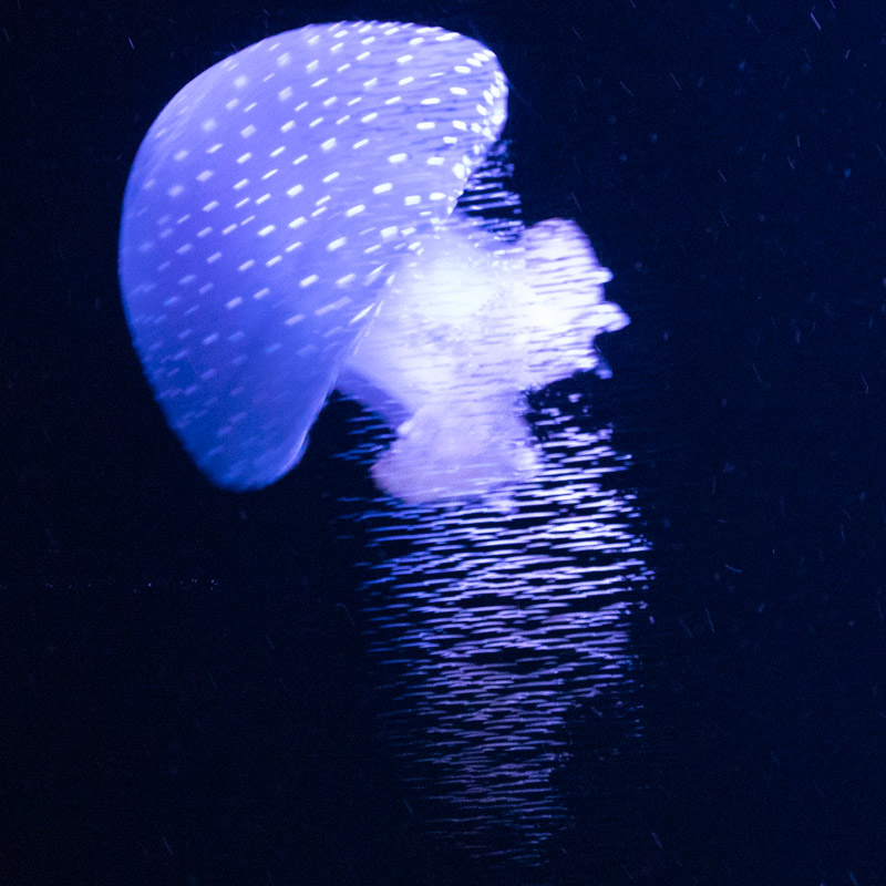 Oceanário de Lisboa 5