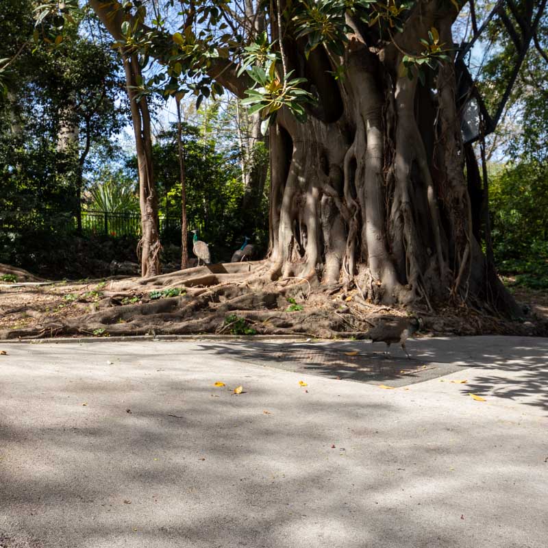 Jardim do Palácio de São Bento 3