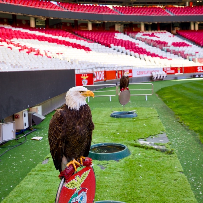 Sport Lisboa e Benfica 3