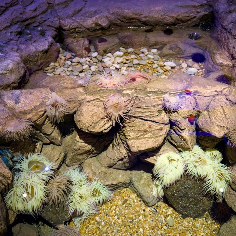 Sea Life 2
