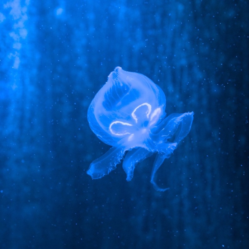 Sea Life 4