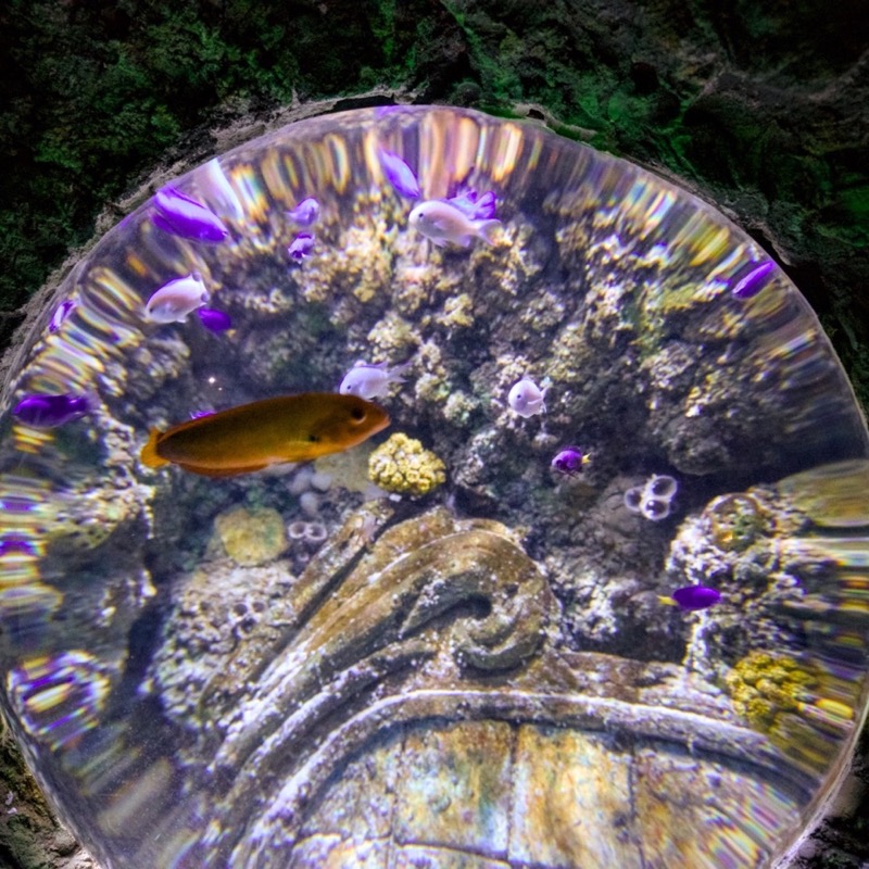 Sea Life 5